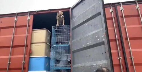 守護(hù)契約，愛心送達(dá) 多格漫捐贈(zèng)價(jià)值12萬(wàn)元寵物食品援助浦江王阿姨流浪狗基地