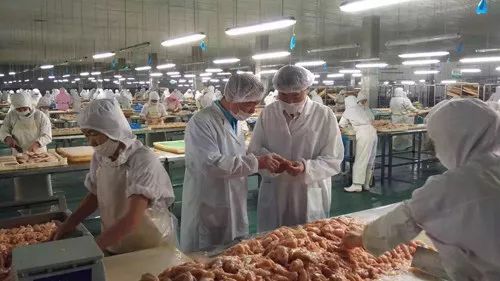 圣寵廠家 為何99%的寵物信賴他們的產(chǎn)品？